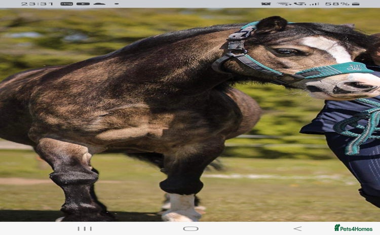 Welsh Section A horses - Advert 2