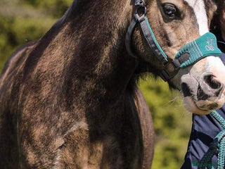 Welsh Section A horses - Advert 9