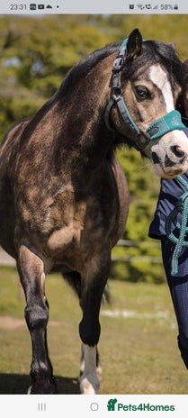 Welsh Section A horses - Advert 1