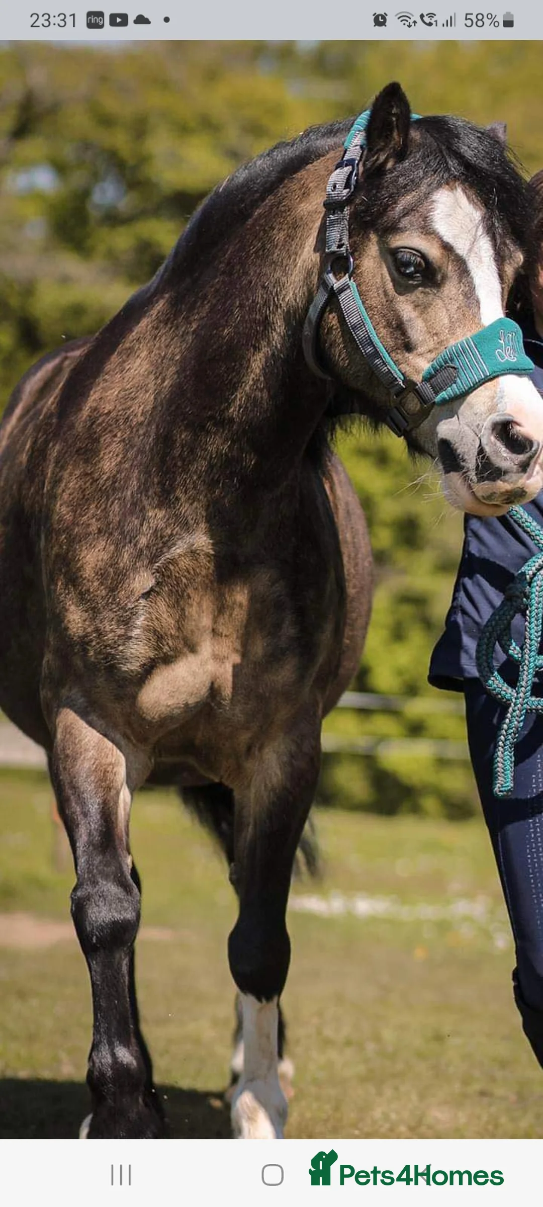 Welsh Section A horses for sale: welsh section A 12hh - Advert 1