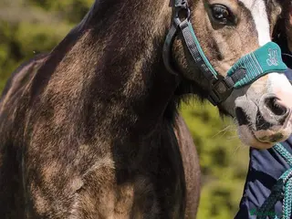 Welsh Section A horses welsh section A 12hh - Advert 8