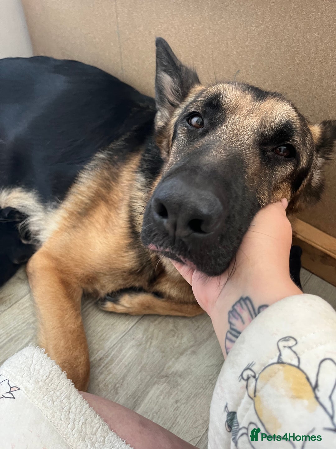 German Shepherd dogs for sale: German Shepard puppies.  - Image 13