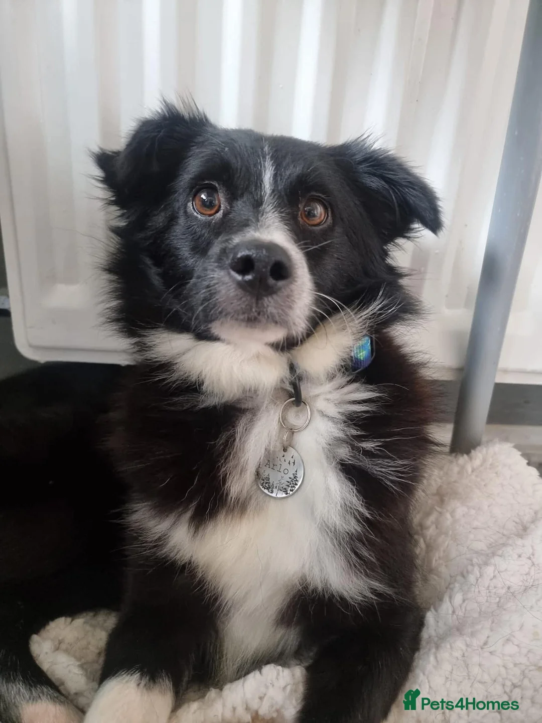Mixed Breed dogs for sale: Male neutered dog in Prestatyn - Advert 2