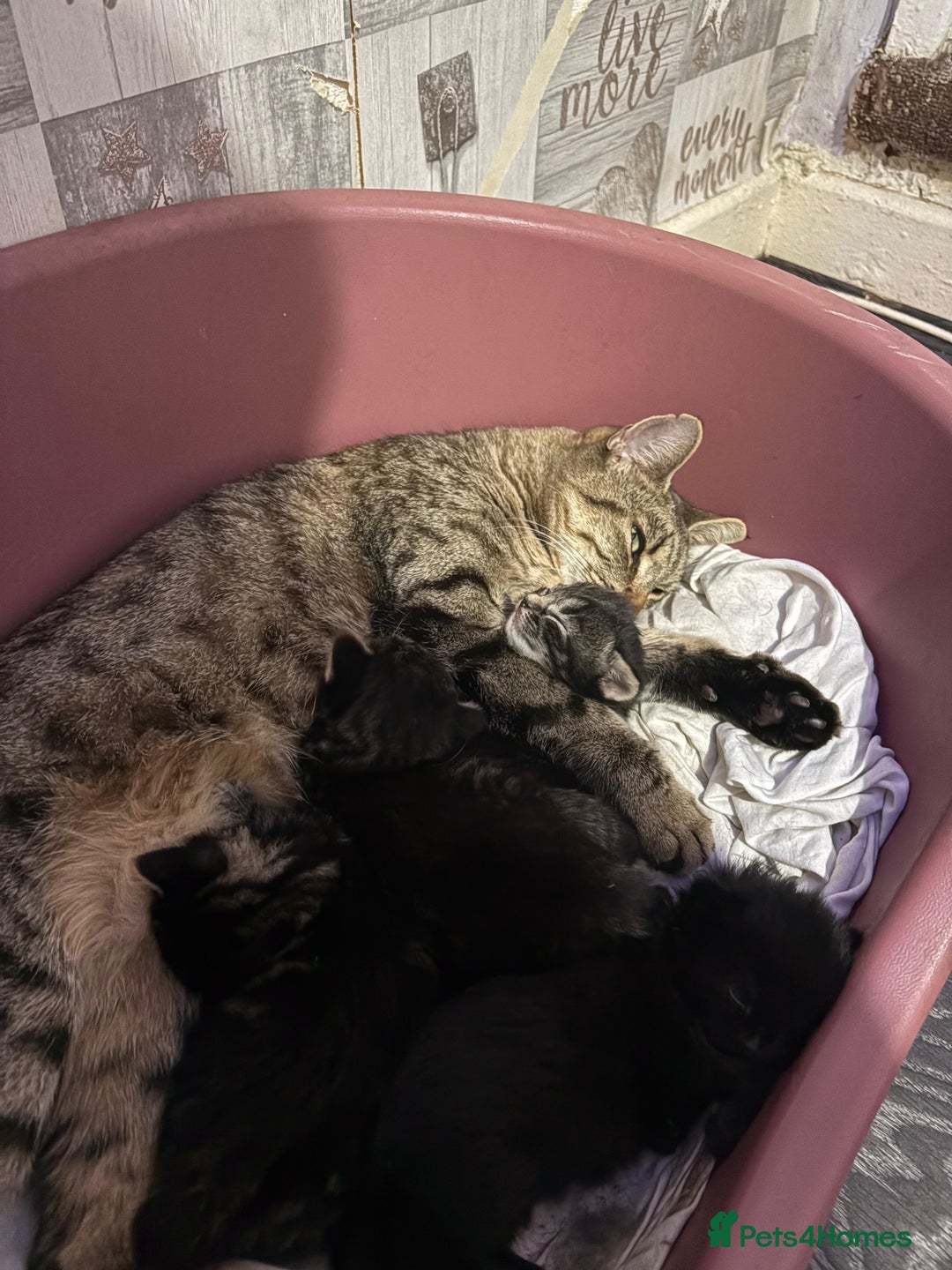 Mixed Breed cats for sale: 2 male 2 female beautiful kittens - Image 22