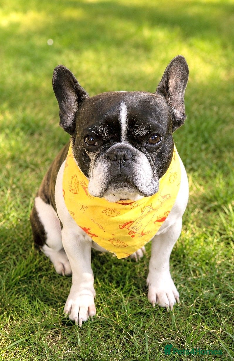 French Bulldog dogs LUNA – A Little Lady Looking for Her Forever Sofa - Advert 2