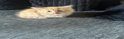 Mixed Breed cats for sale: ‼️4 beautiful male kitten ready to leave now - Advert 3