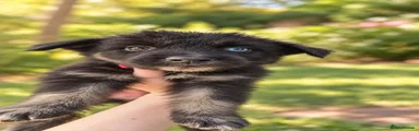 Shepsky 6