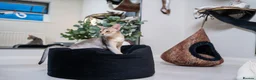 Abyssinian cats for sale: Super Cuddling Boy Champion Line 🏆 Silver Black - Advert 15