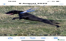 Mixed Breed dogs for sale: Working lakeland x Patterdale  - Image 6