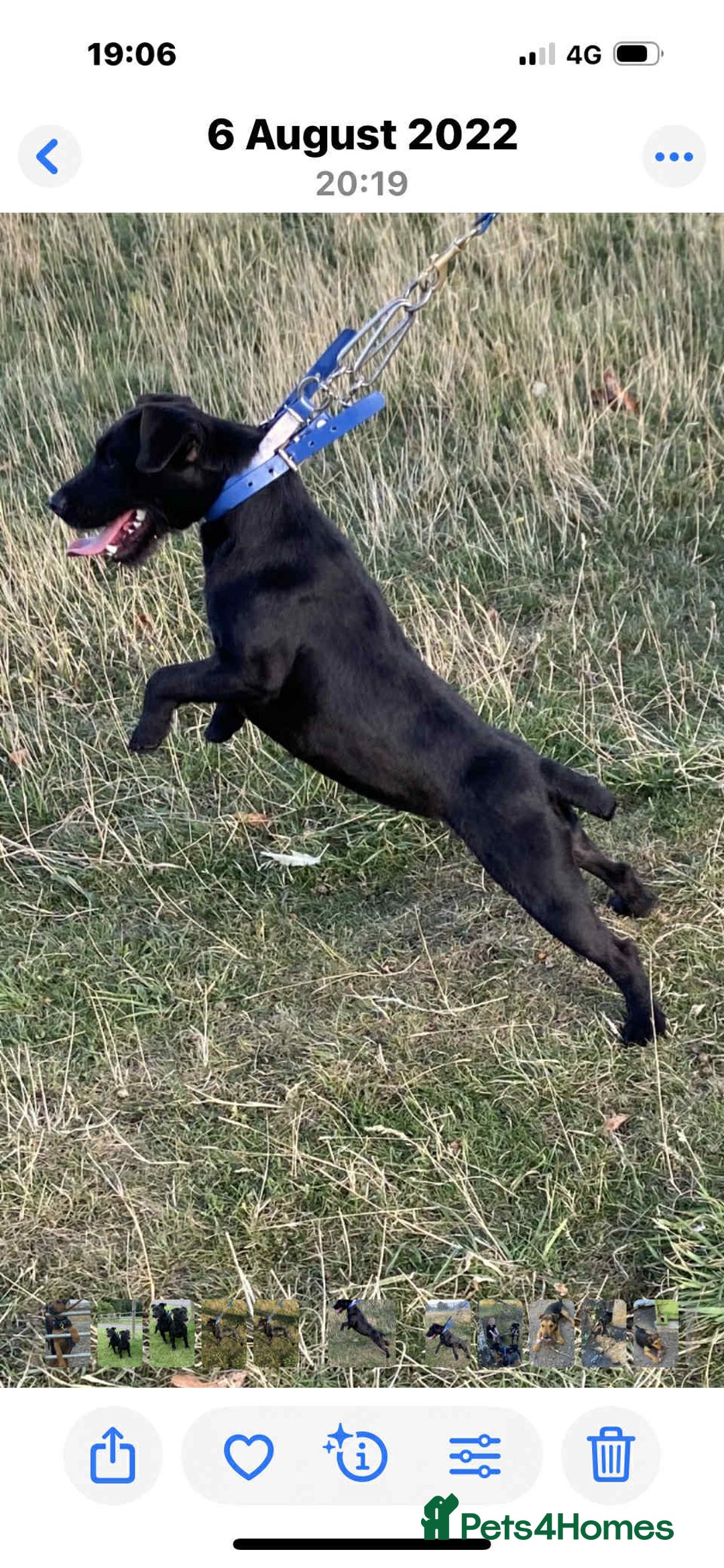 Mixed Breed dogs for sale: Working lakeland x Patterdale  - Image 6