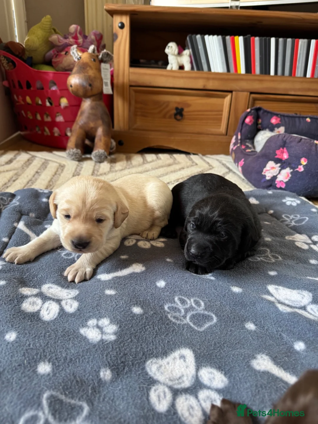 Labrador Retriever dogs for sale: KC Registered Puppies for sale  in Leicester - Advert 2