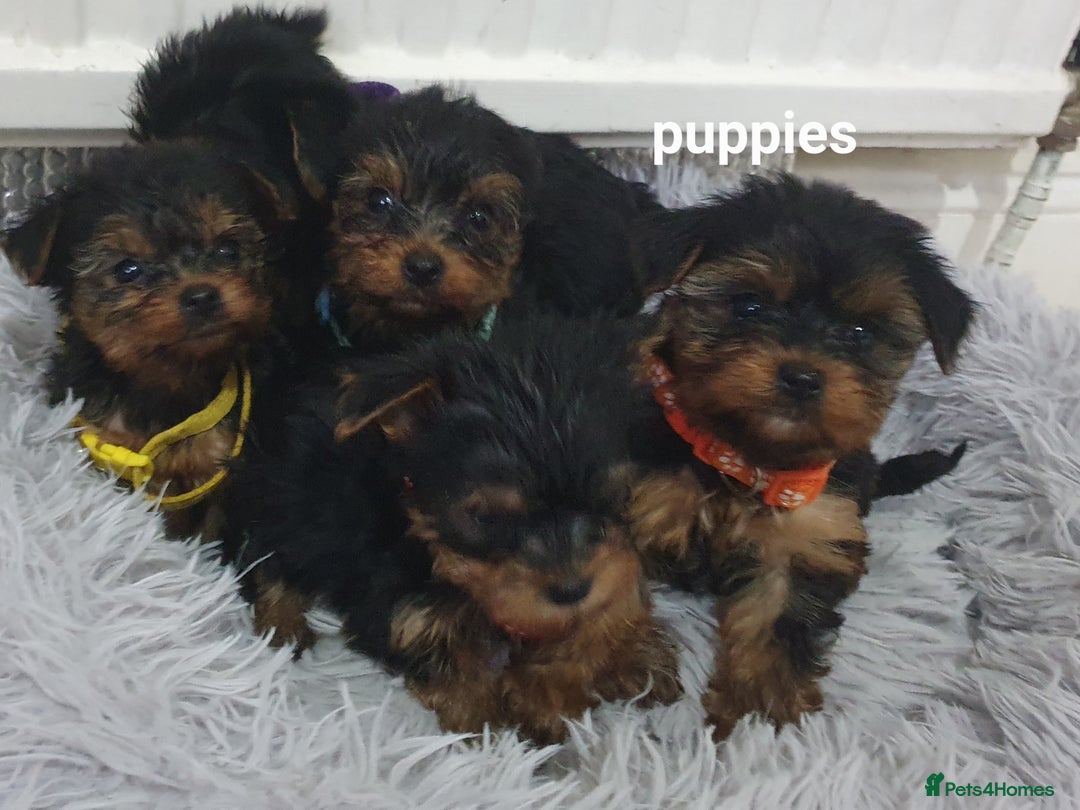 Yorkshire Terrier dogs for sale: Yorkshire terrier puppies 2 girls  - Advert 7