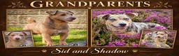 Jack Russell dogs for sale: Beautiful baby jack russells ready now - Advert 14