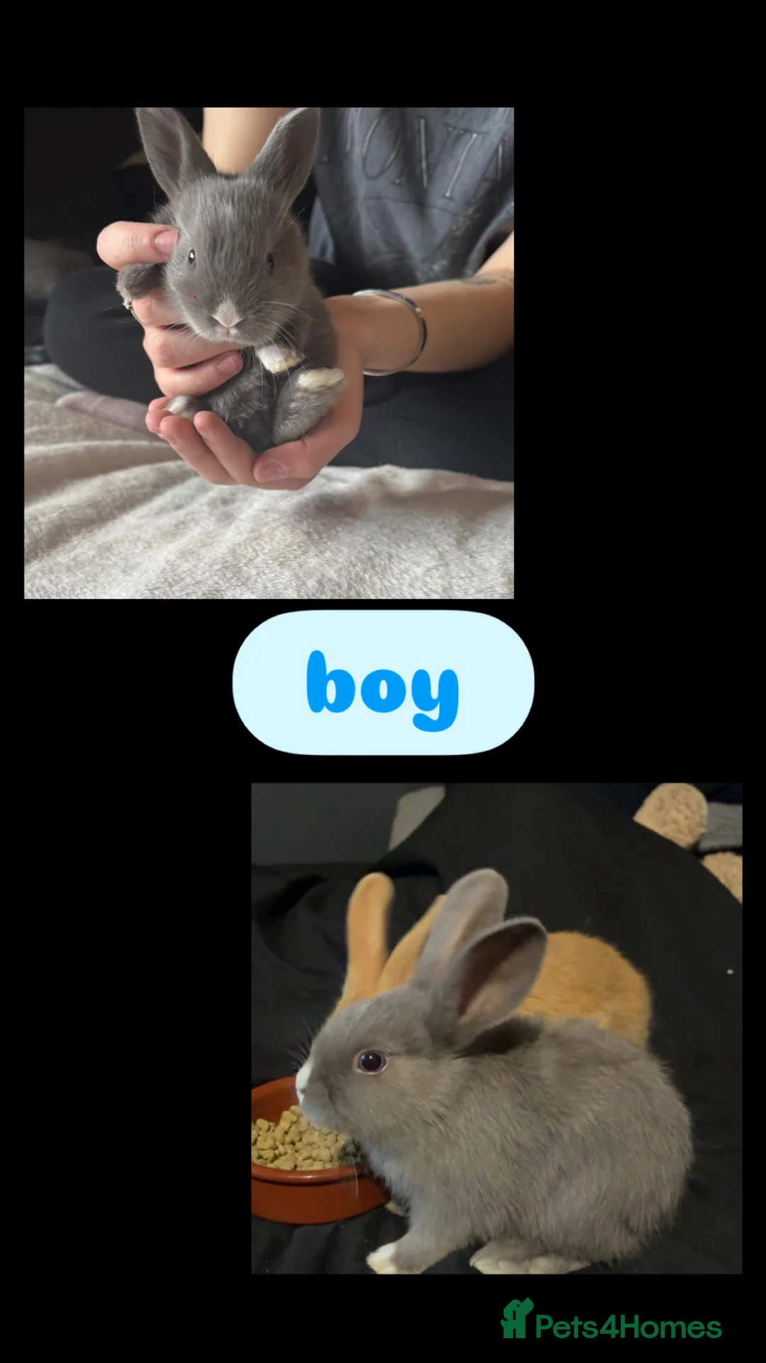 Mixed Breed rabbits for sale: Mini lop X Rex bunnies  in Wolverhampton - Advert 4