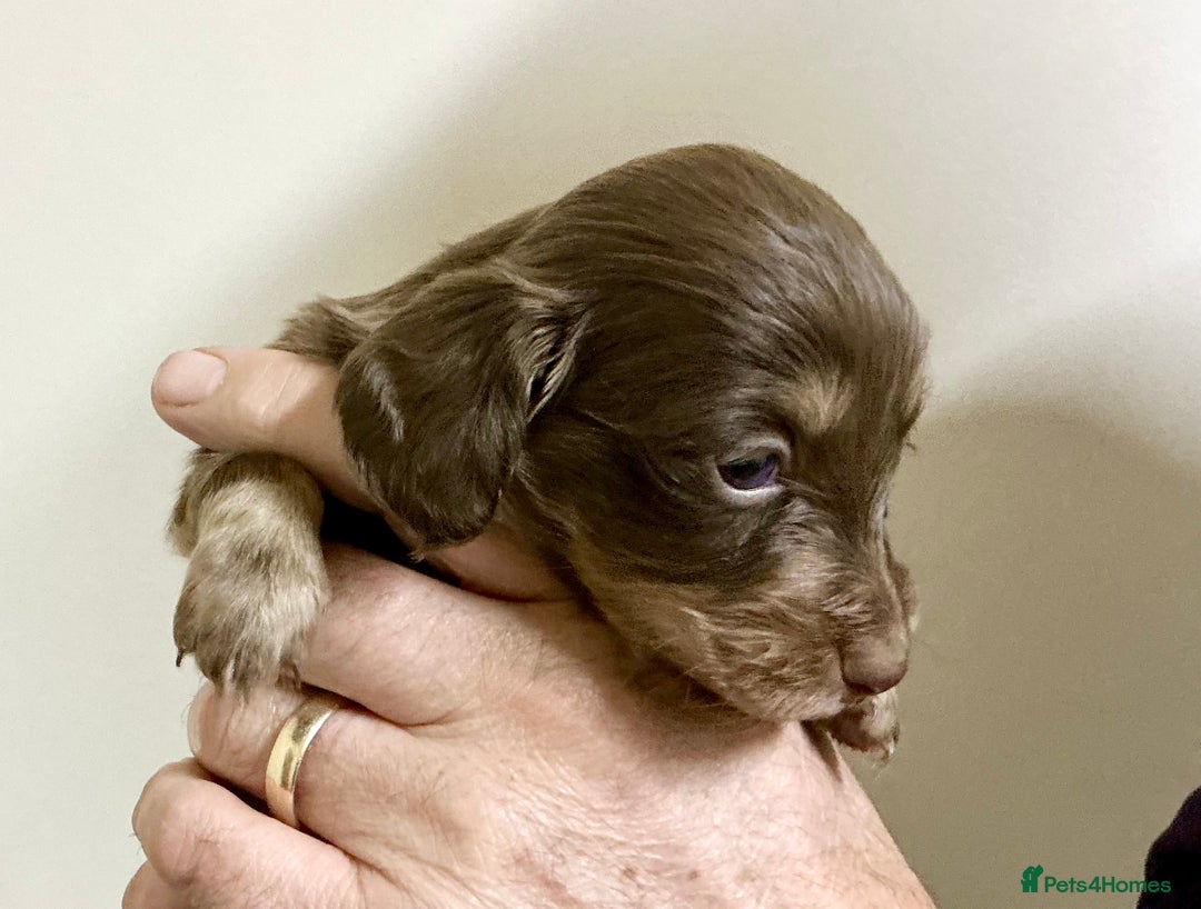 Miniature Dachshund dogs for sale: KC reg mini longhaired dachshund pups - Advert 24