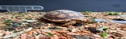 Tortoise reptiles for sale: Stunning Tortoise is ready to go - Advert 5