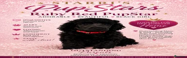 Standard Poodle 1