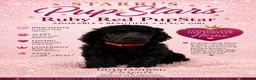 Standard Poodle dogs for sale: Starri’ PupStars   - standard poodle  - Advert 31