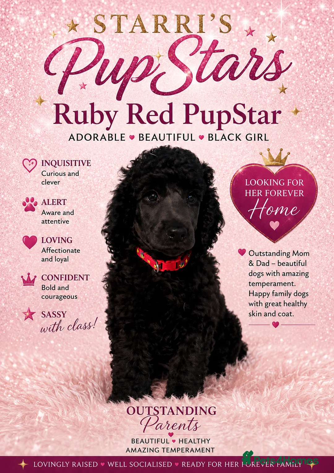Standard Poodle dogs for sale: Starri’ PupStars   - standard poodle  - Advert 31