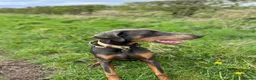 Dobermann dogs for sale: 9 month old female blue Doberman  - Advert 4