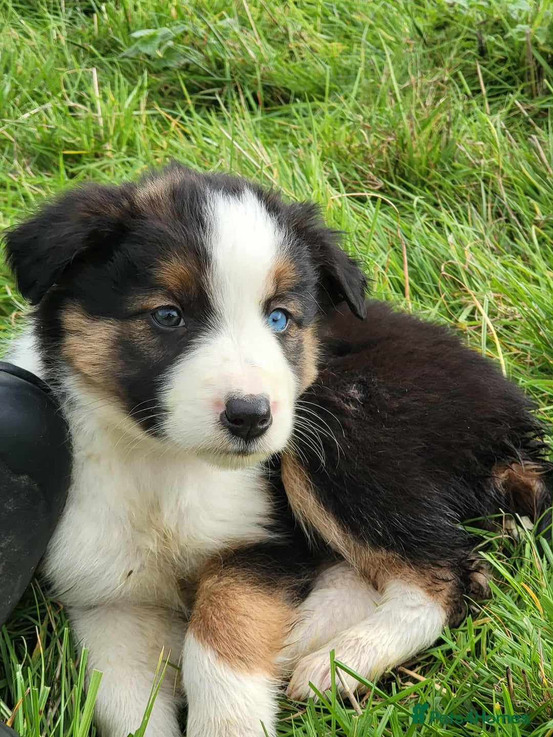 Mixed Breed dogs for sale: 7 Lovely Puppies 2Blue Merle and 5 border Collies. - Image 11