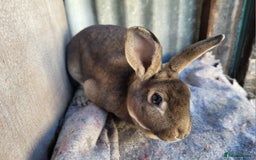 Rex rabbits for sale: 1 x blue rex buck, 3 x rex does - 6 months old - Image 6