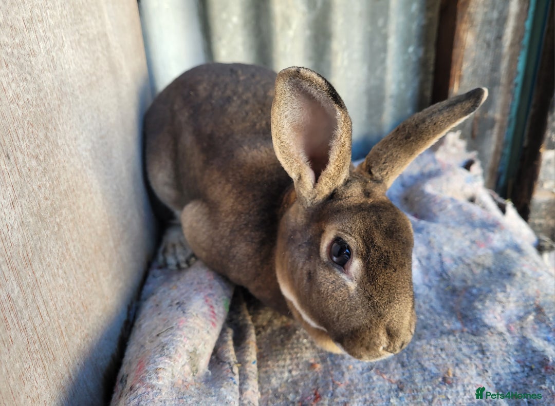 Rex rabbits for sale: 1 x blue rex buck, 3 x rex does - 6 months old - Image 6