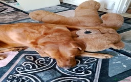 Labrador Retriever dogs for stud: Sir Bonzo - Image 10