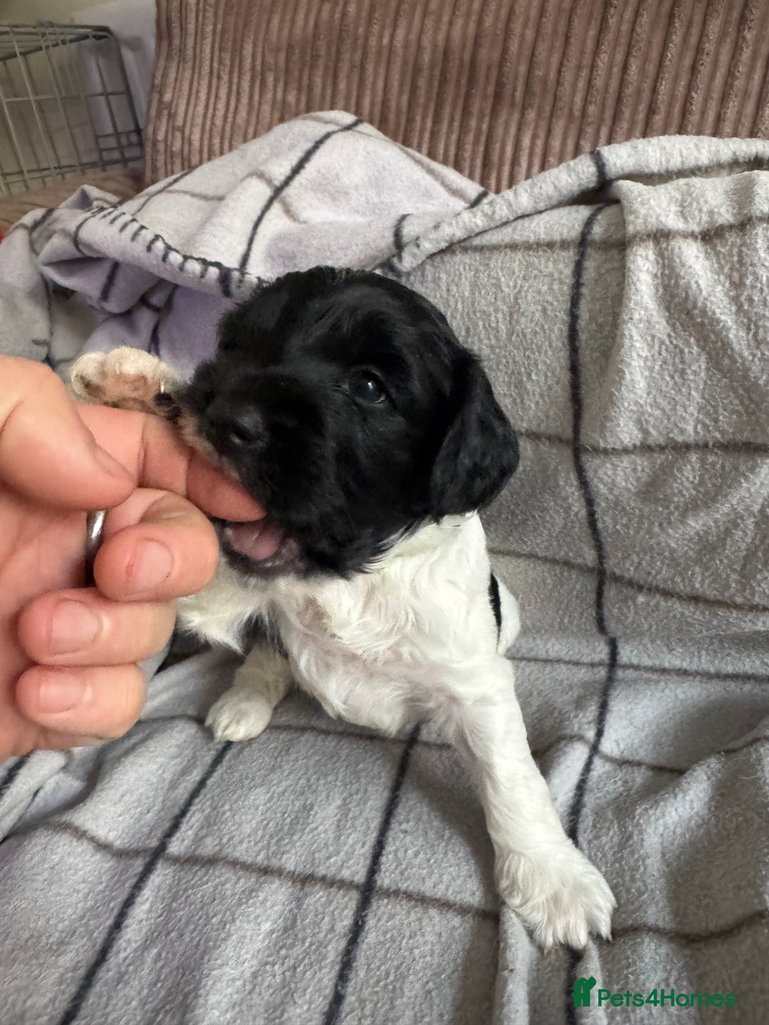 Mixed Breed dogs for sale: 8 Springer mix Puppies - Advert 31