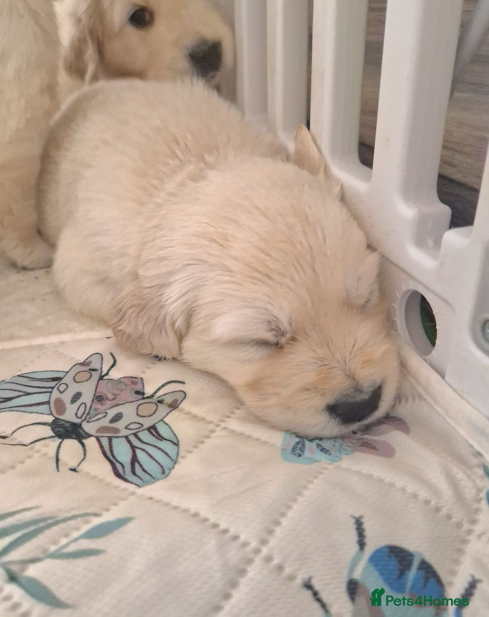 Golden Retriever dogs Stunning Cream KC registered Golden Retrievers  - Advert 2