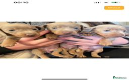 Miniature Dachshund dogs for stud: Isabella and Tan Stud in Sunderland - Image 9