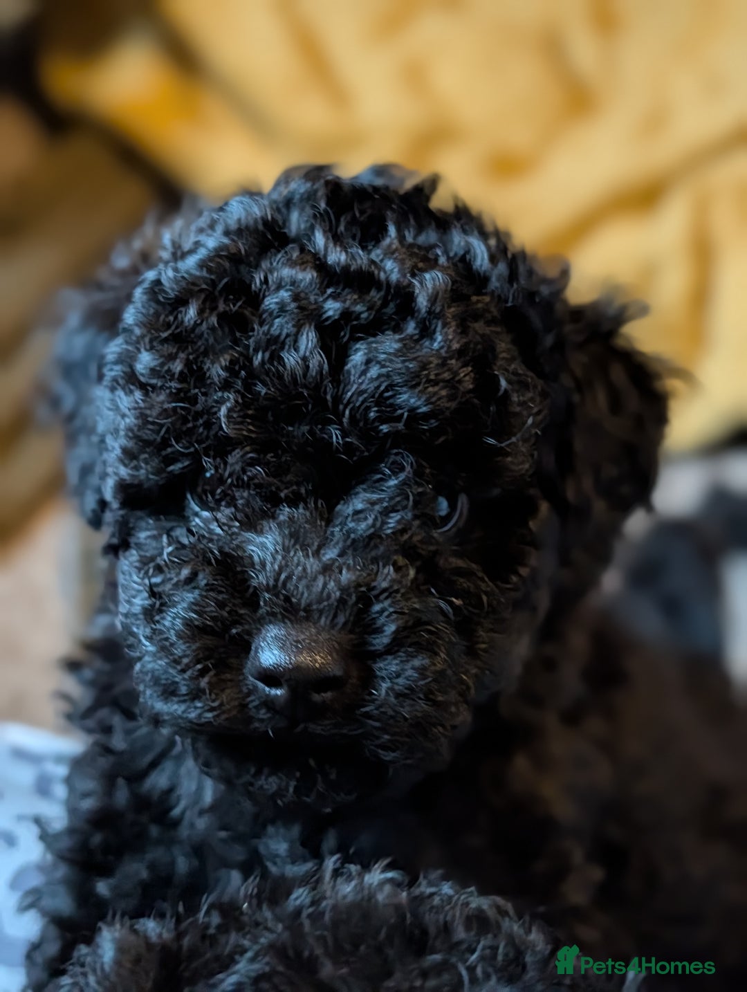 Chipoo dogs for sale: Beautiful tiny fluffy chipoos - Advert 6