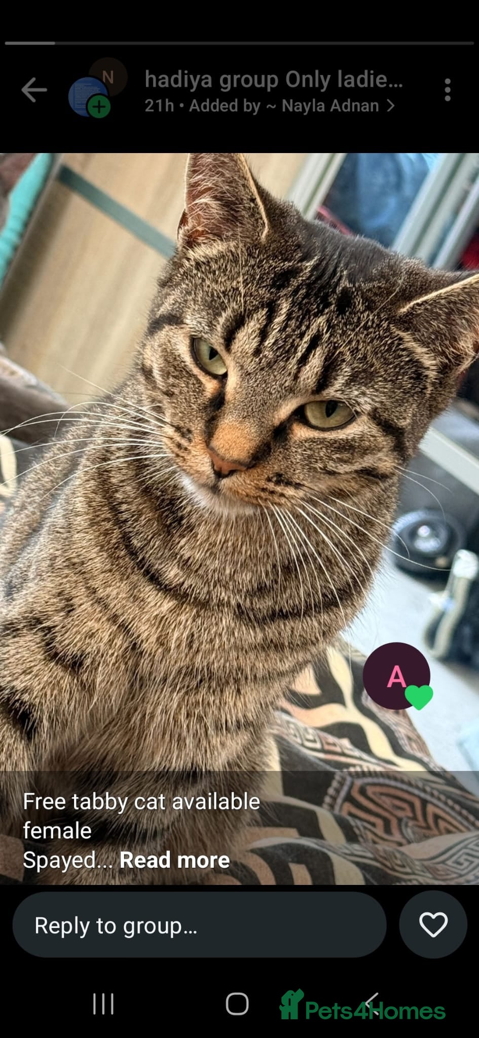 Domestic Shorthair cats Adorable Tabby Cat - Advert 16