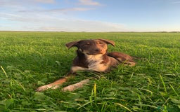 Australian Kelpie dogs for sale: Red kelpie puppy  - Image 6