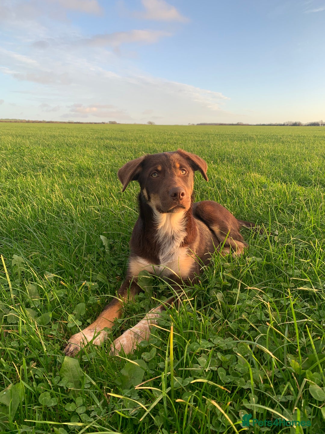 Australian Kelpie dogs for sale: Red kelpie puppy  - Image 6