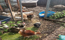 Chickens poultry for sale: Various breeds of chickens  - Image 2