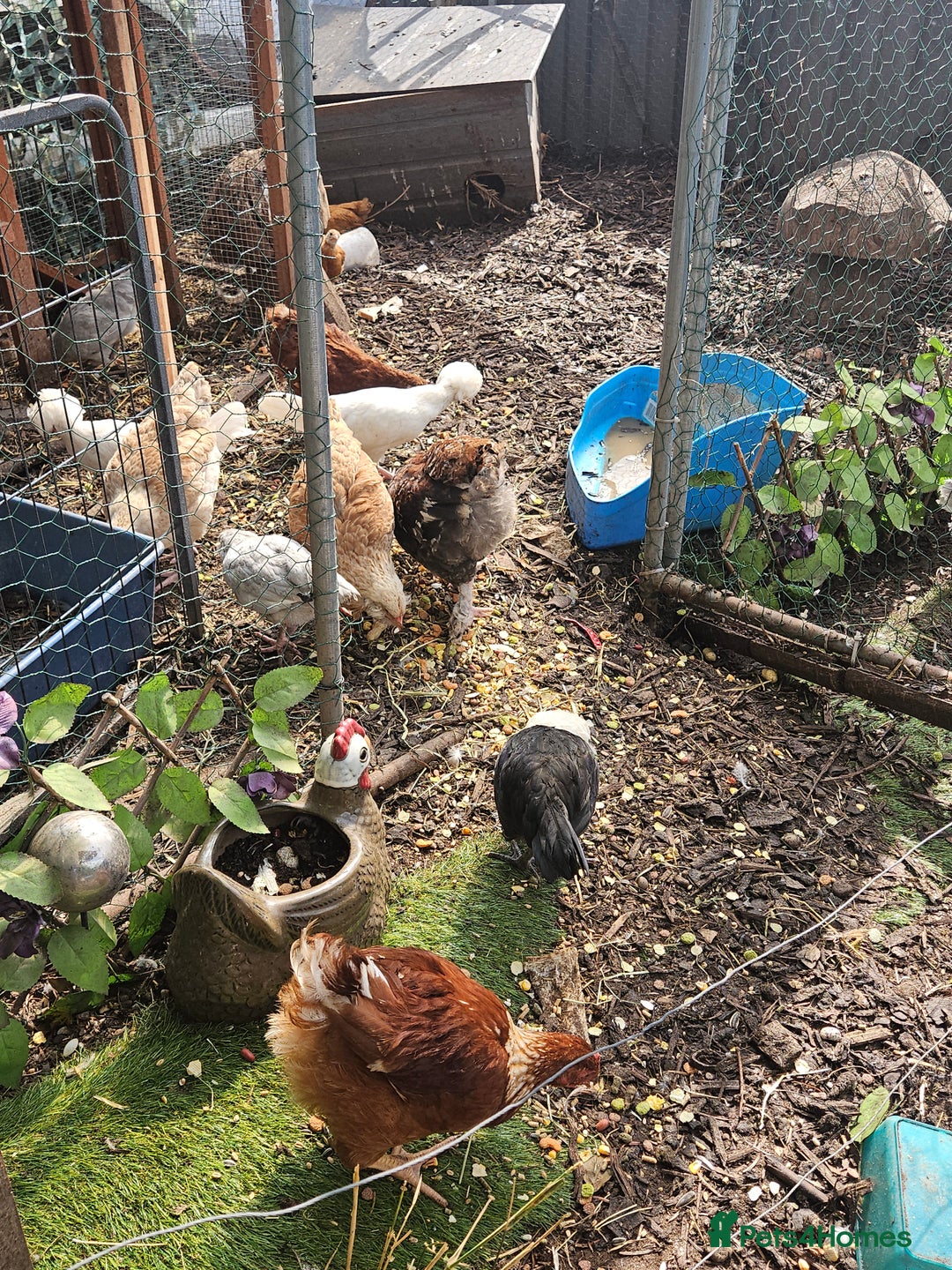 Chickens poultry for sale: Various breeds of chickens  - Image 2