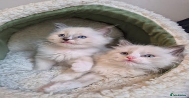 Ragdoll cats - Advert 4