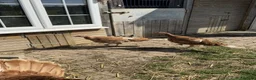 Turkeys poultry for sale: Bourbon Red Turkey Stag and 3 Hens in Maldon - Advert 5