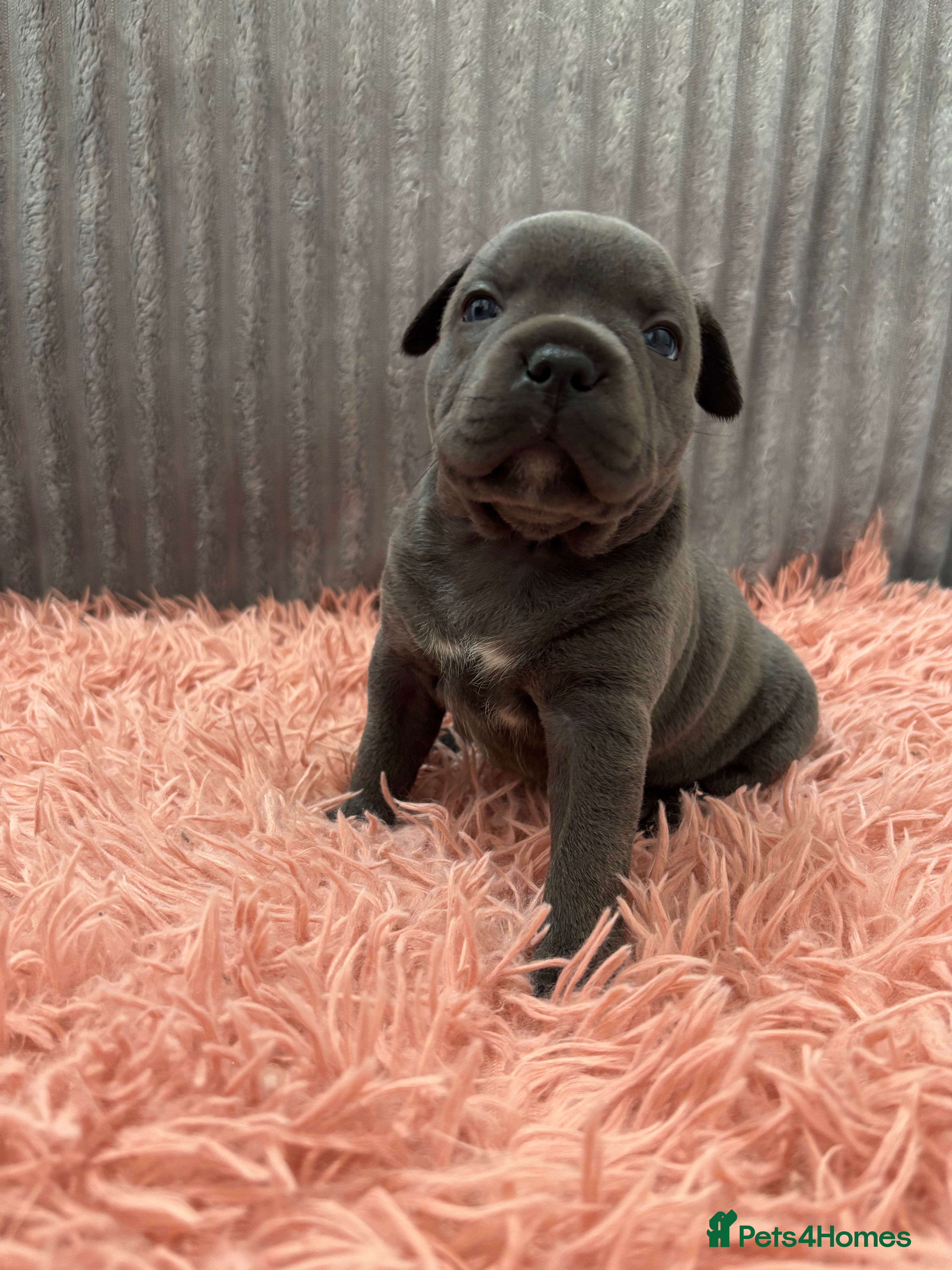 Staffordshire Bull Terrier dogs BLUE STAFFORDSHIRE BULL TERRIER PUPS - Advert 1