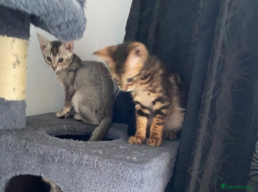 Chausie cats for sale: Savannah x Chausies - Image 11