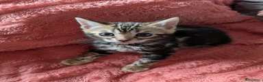 Bengal Kitten 2