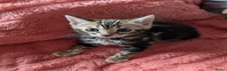 Bengal cats for sale: Gorgeous Bengal Kittens  - Advert 1