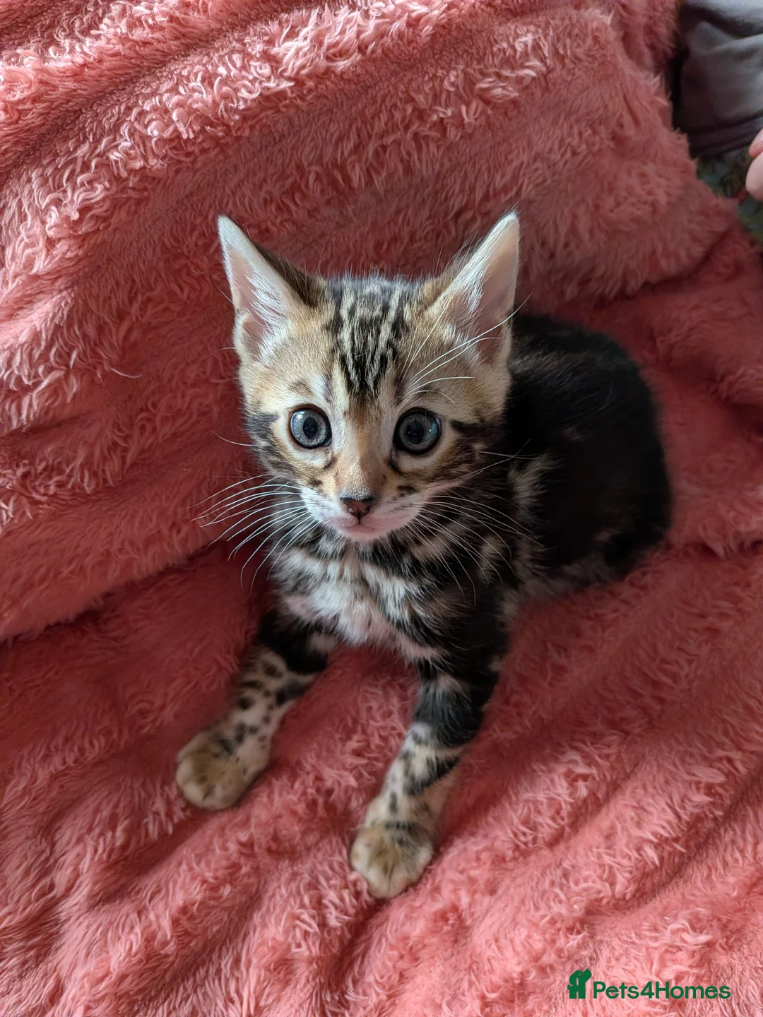 Bengal cats for sale: Gorgeous Bengal Kittens  - Advert 1