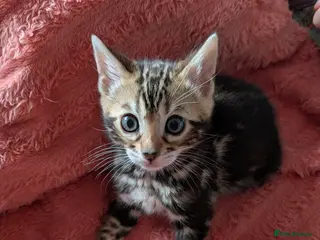 Bengal cats Gorgeous Bengal Kittens - Ready Now - Advert 1