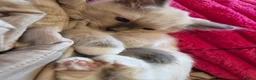 Ragdoll cats for sale: Cute purebred blue point mitted ragdoll kitten  - Advert 11
