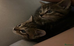 British Shorthair cats for sale: Boy and a girl kitten - Image 7