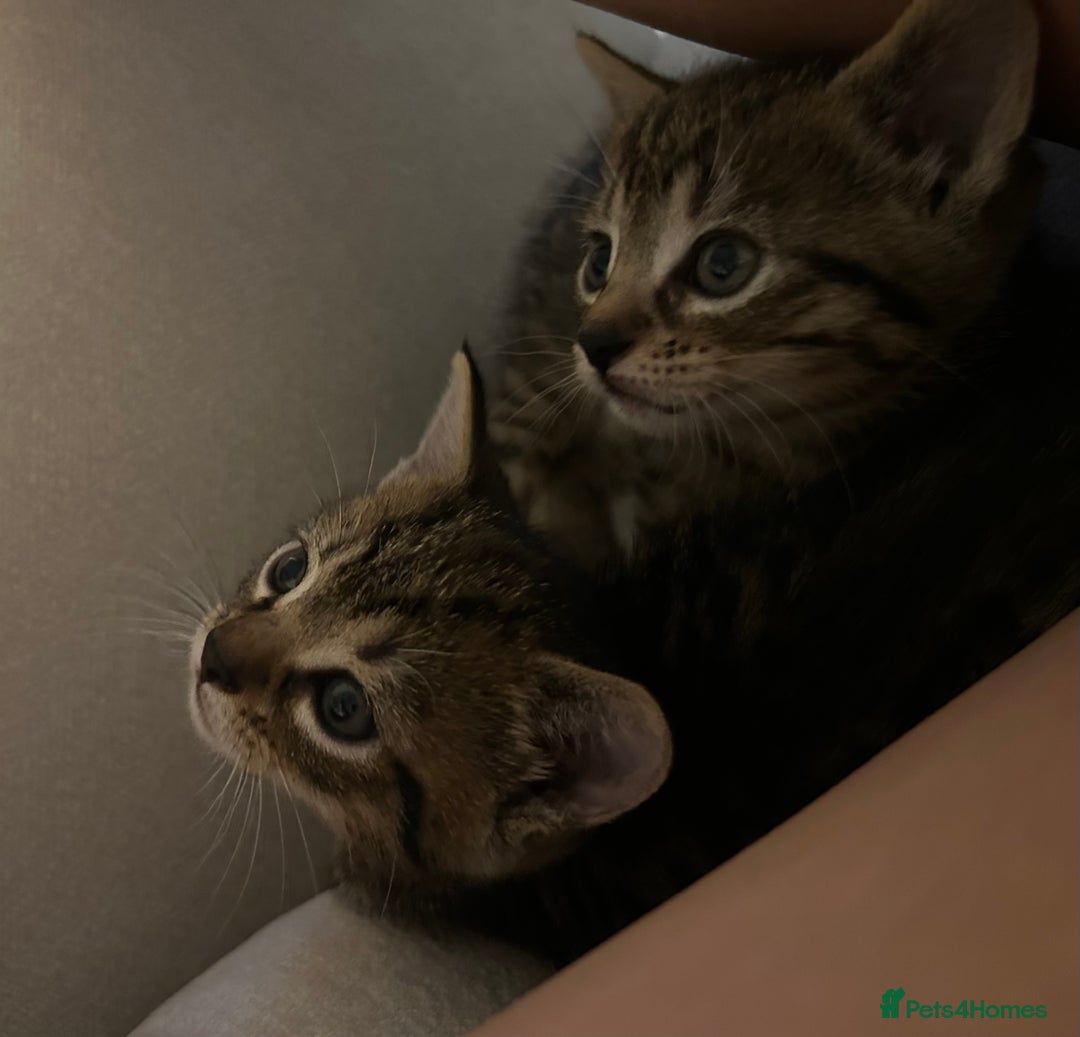 British Shorthair cats for sale: Boy and a girl kitten - Image 7