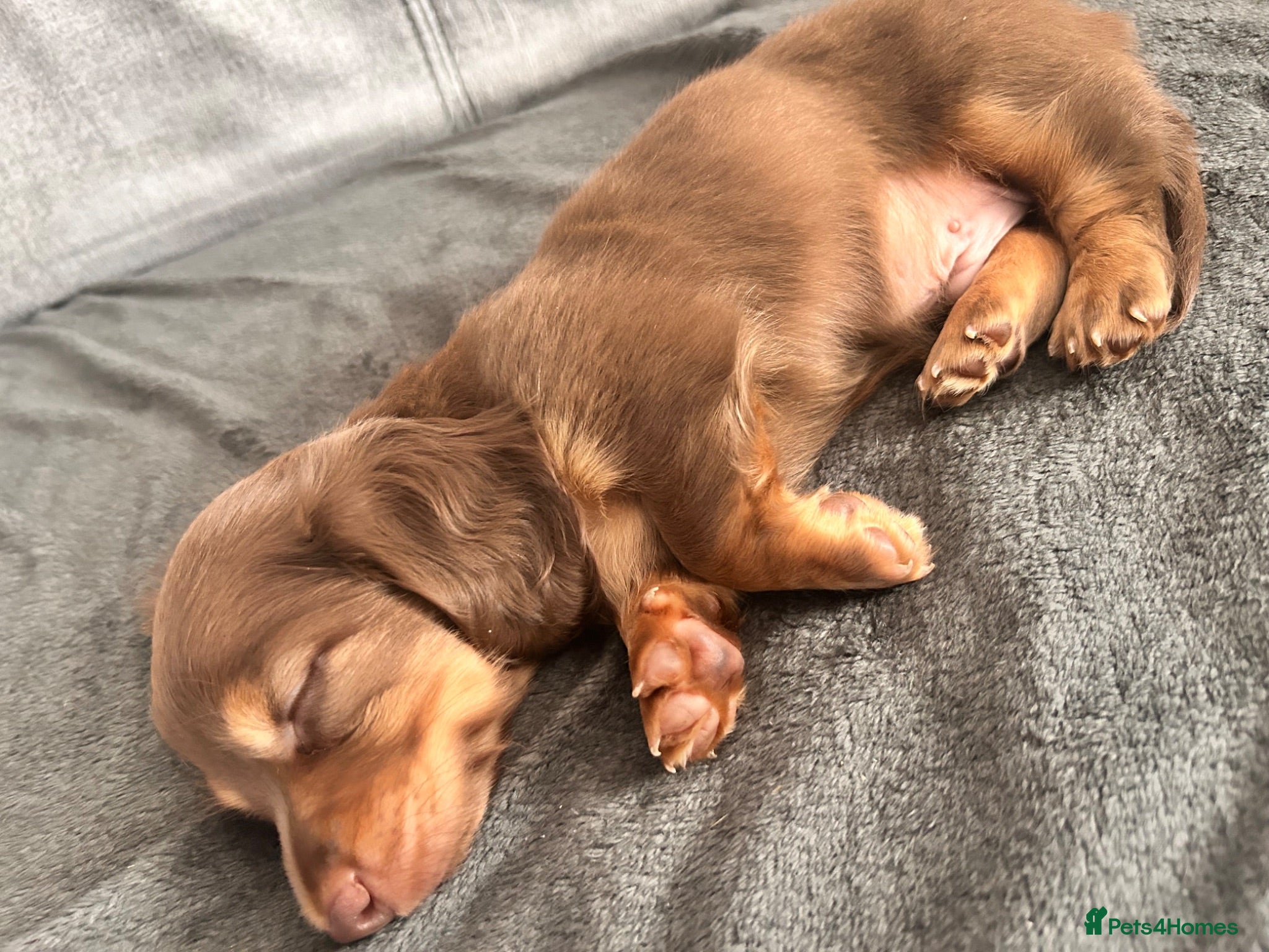 Miniature Dachshund dogs Stunning long hair Gold brown boy 🩵 - Advert 14