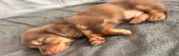 Miniature Dachshund dogs for sale: Stunning long hair Gold brown boy 🩵 in Corby - Advert 6